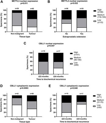 Clinical and molecular significance of the RNA m6A methyltransferase complex in prostate cancer